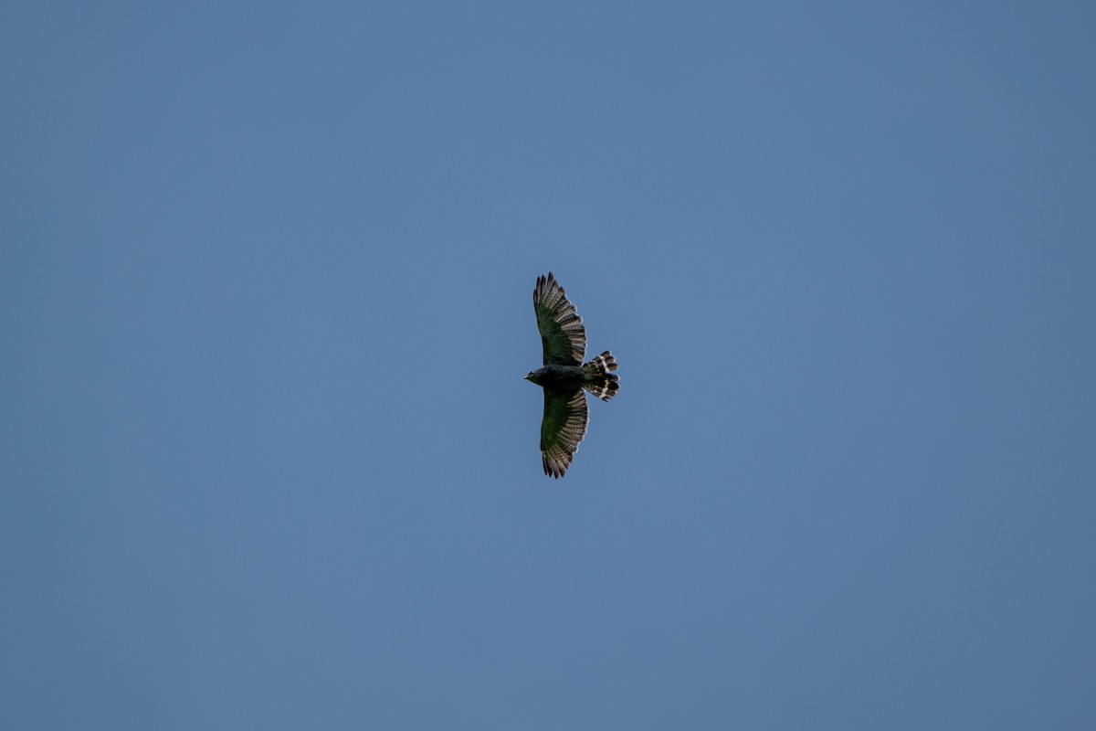 káně popelavá - ML644610887