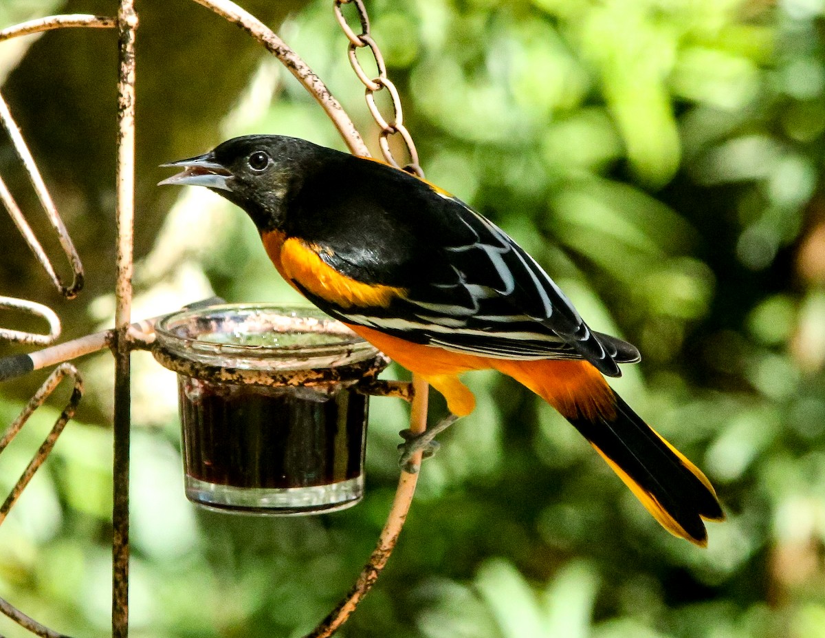 trupiál baltimorský - ML644610891