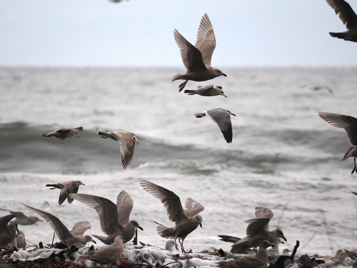 racek karibský - ML644610893