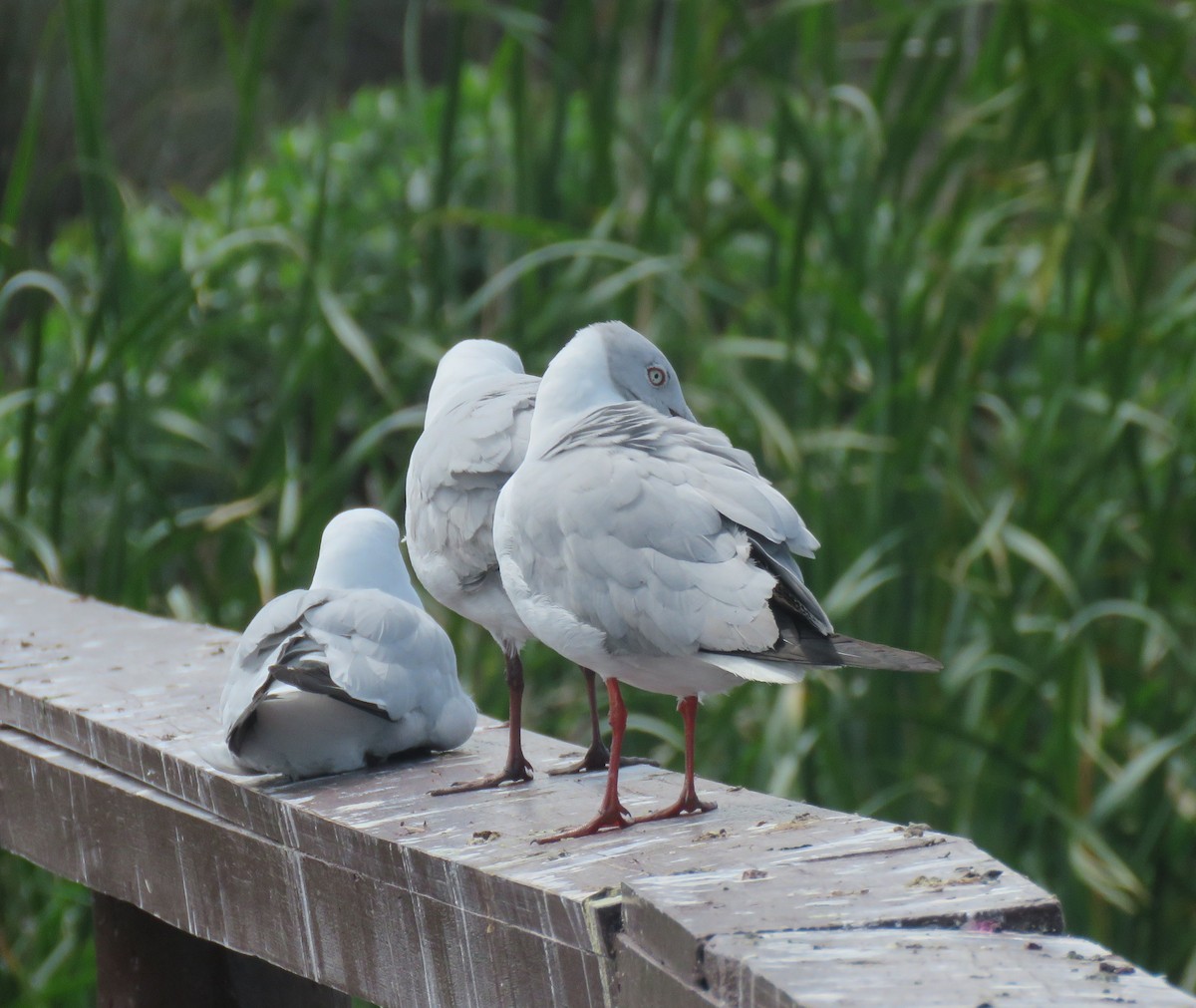 racek šedohlavý - ML644610895