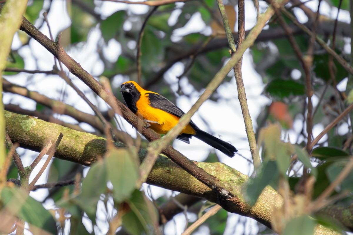 Yellow-backed Oriole - ML644610900