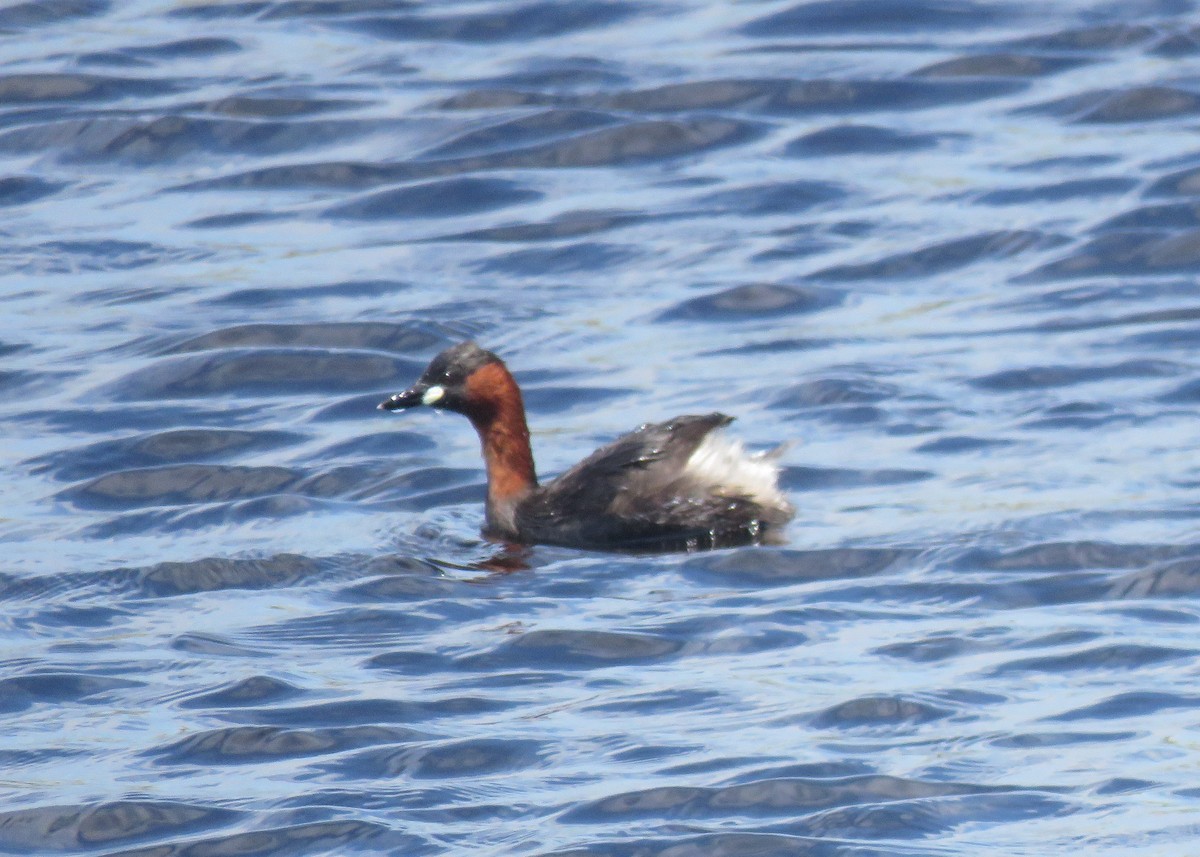 potápka malá - ML644610901