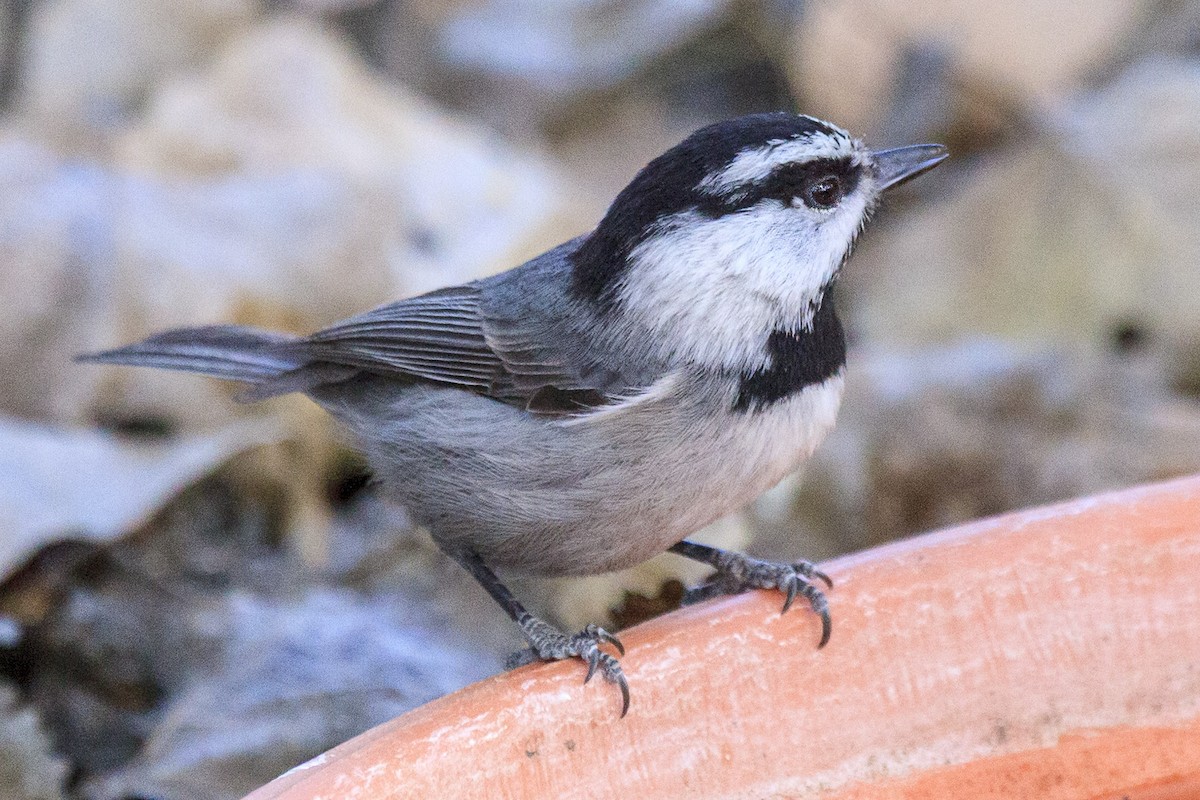 sýkora horská - ML644610902