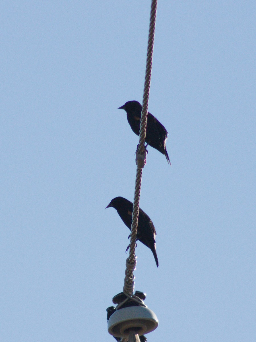 Red-winged Blackbird - ML644610904