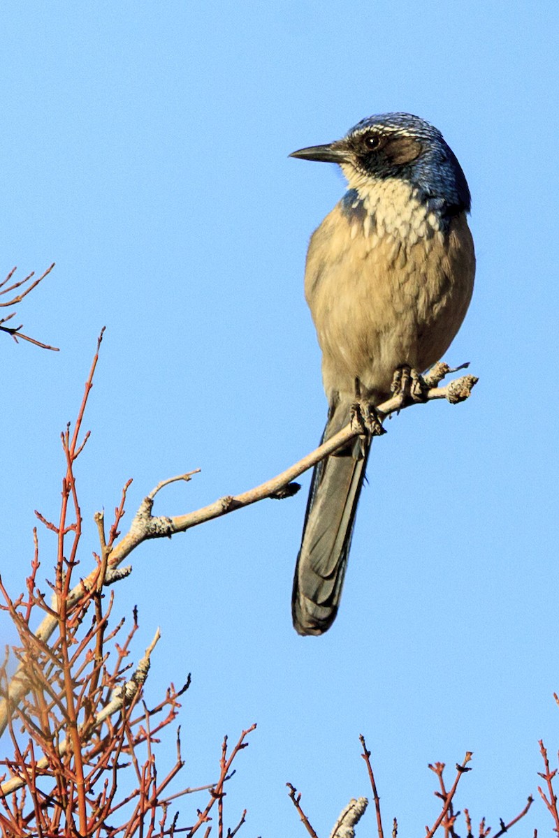sojka západní - ML644610906