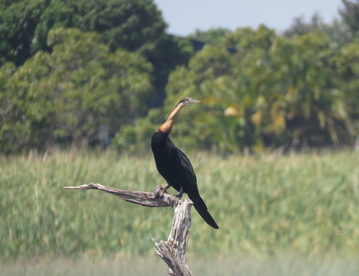 anhinga africká - ML644610907