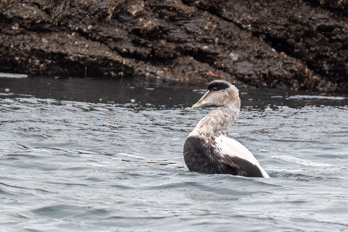 Eider à duvet - ML644610925