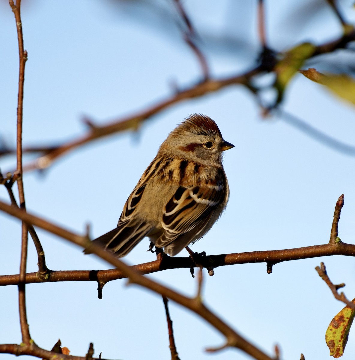 ムナフヒメドリ - ML644610927