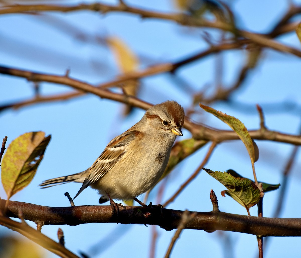 ムナフヒメドリ - ML644610928