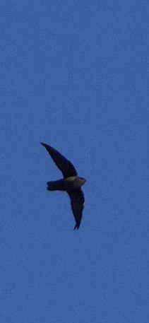 Chimney Swift - ML644610943