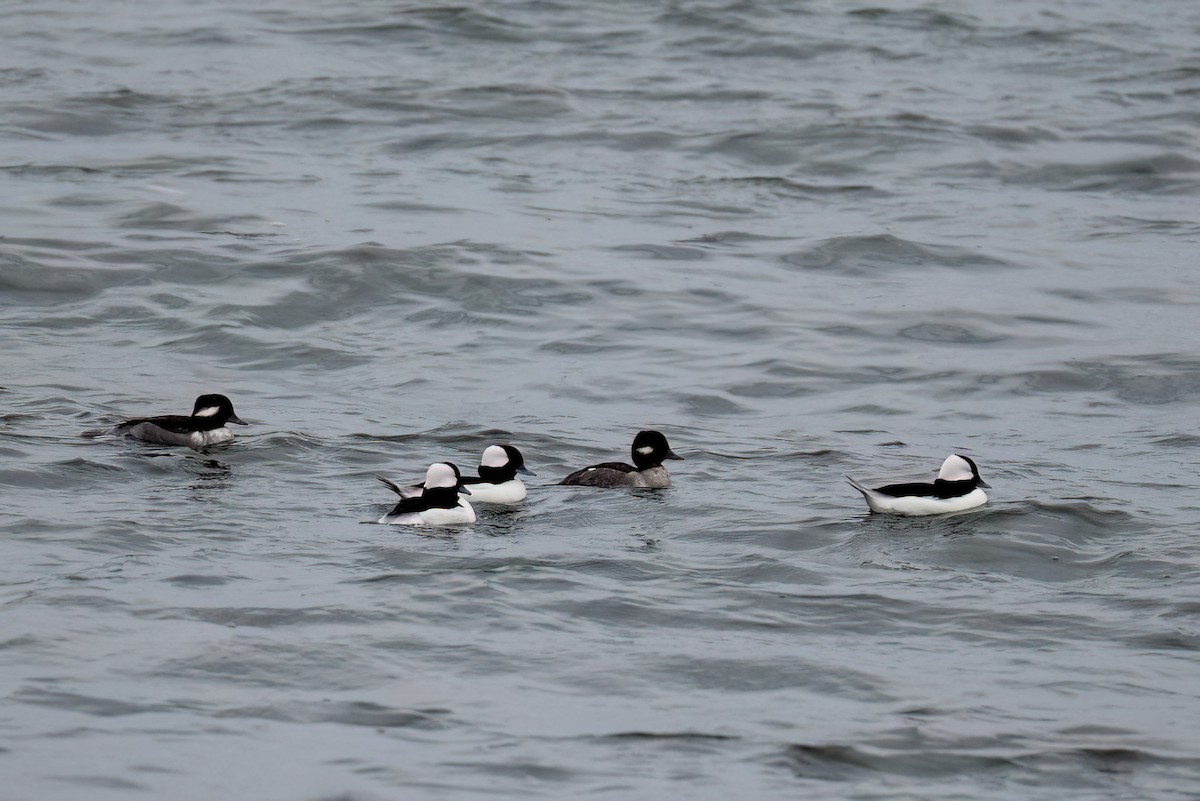 Petit Garrot - ML644610962