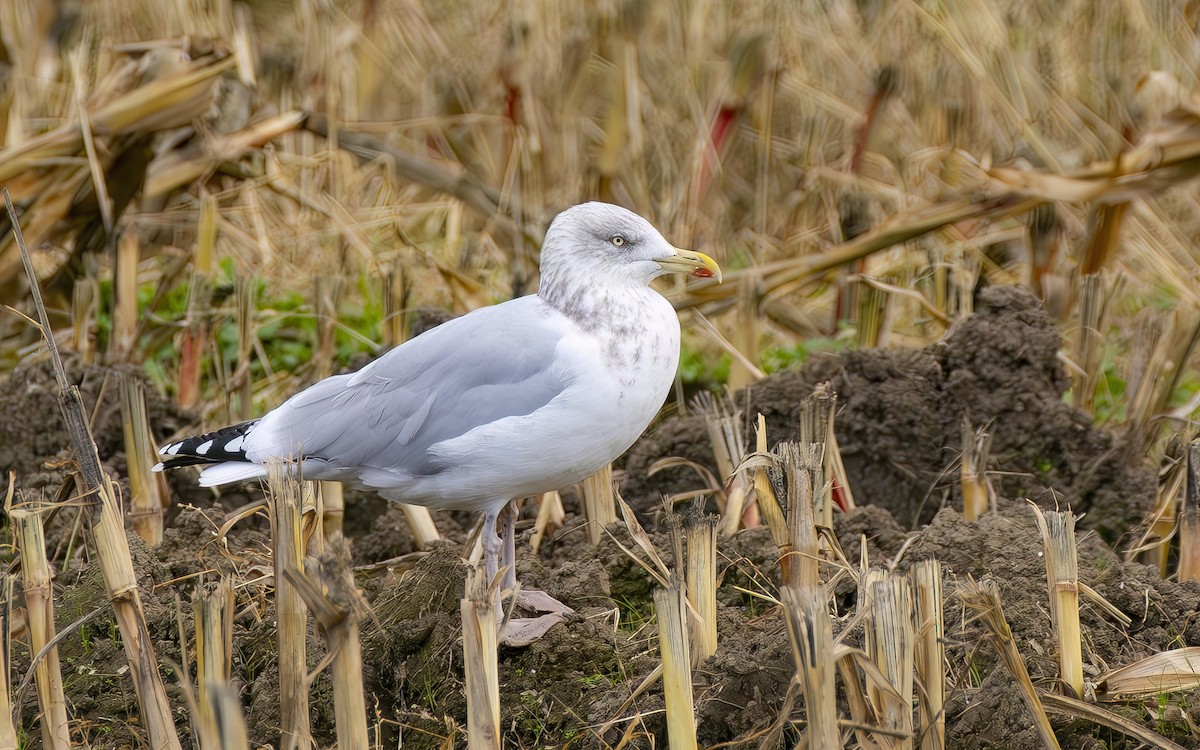 European Herring Gull - ML644610966