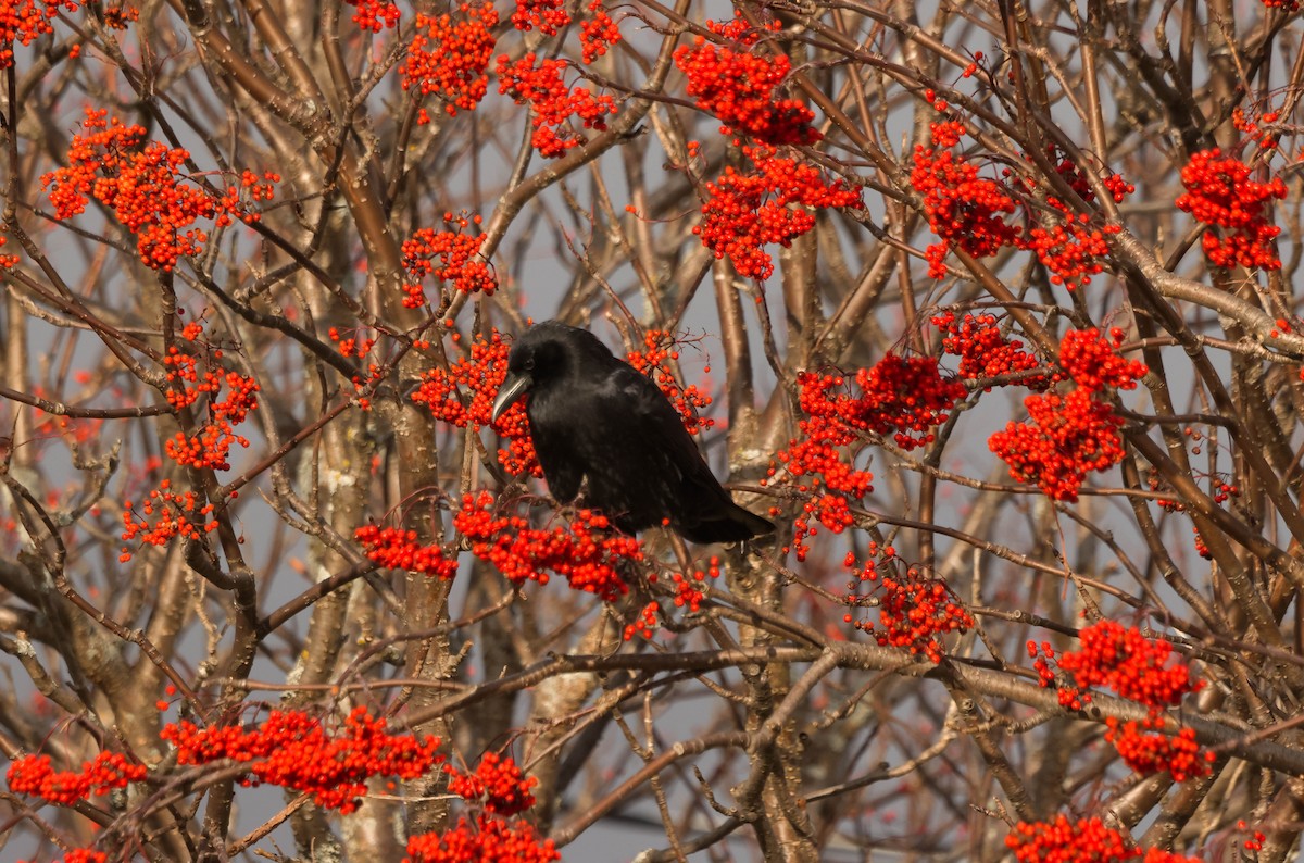 American Crow - ML644610967