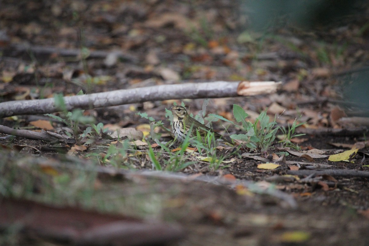 Prispolone indiano - ML644610969