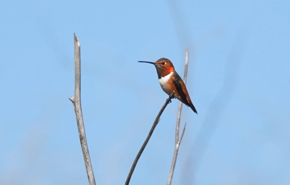 アレンハチドリ - ML644610972