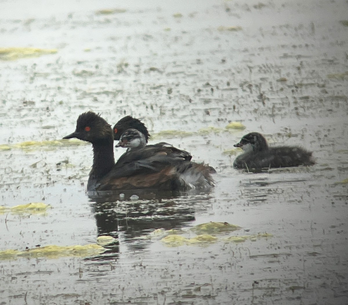 ハジロカイツブリ - ML644610977