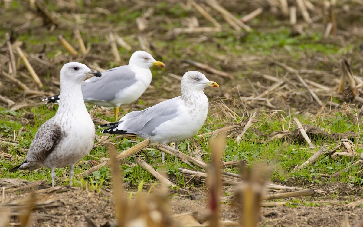 European Herring Gull - ML644610985