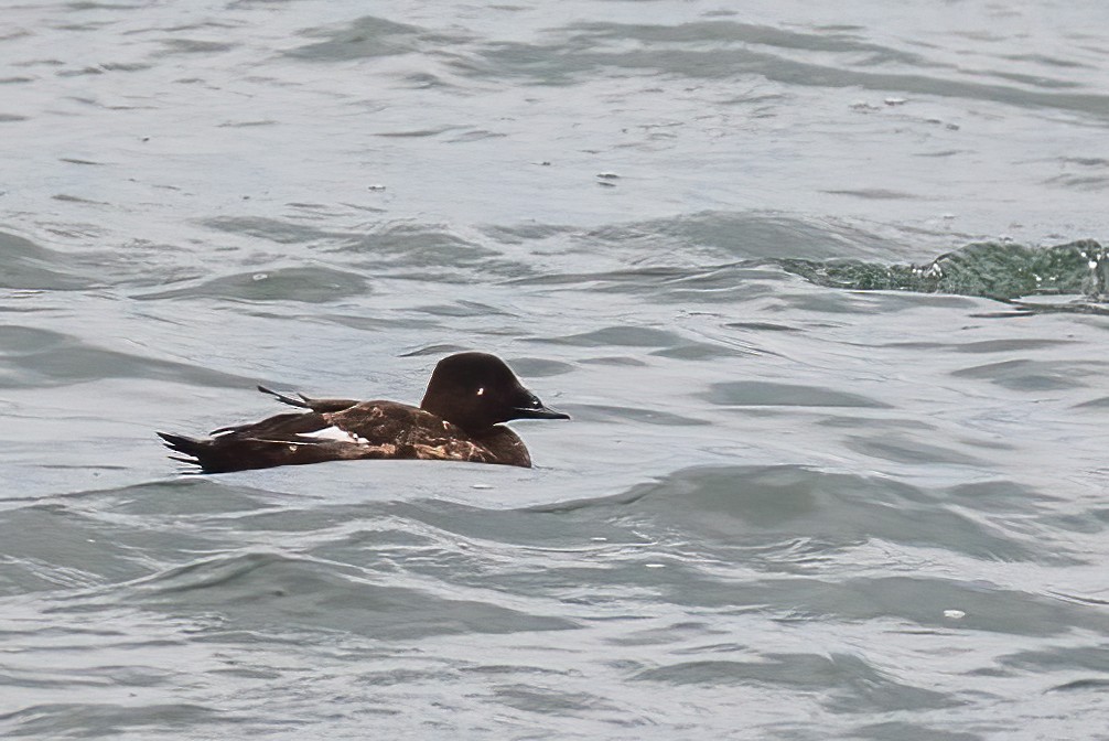 Macreuse à ailes blanches - ML644610988