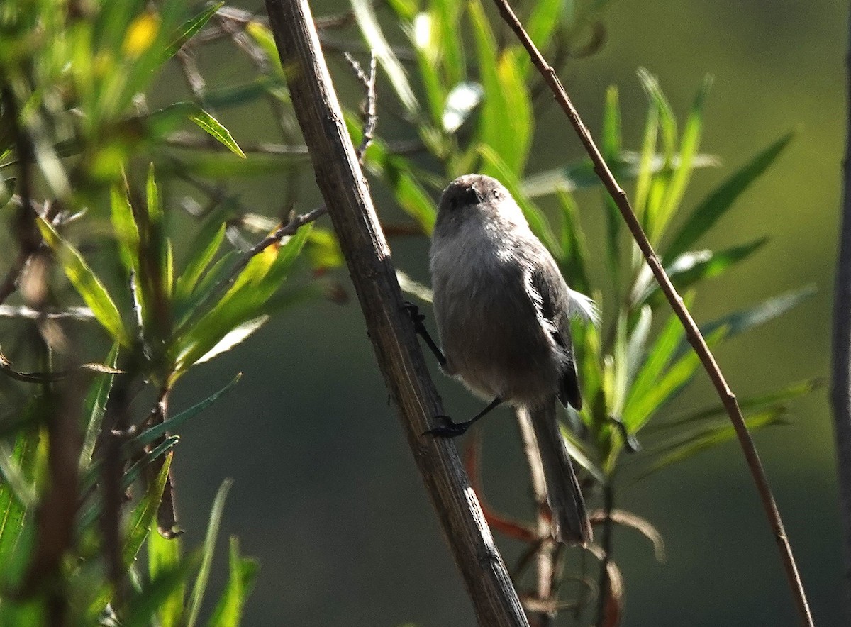 krattmeis - ML644610993