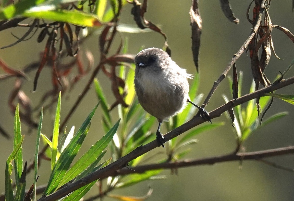 krattmeis - ML644610997