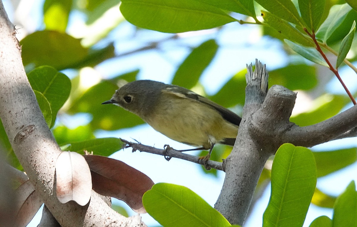 Ruby-crowned Kinglet - ML644611002