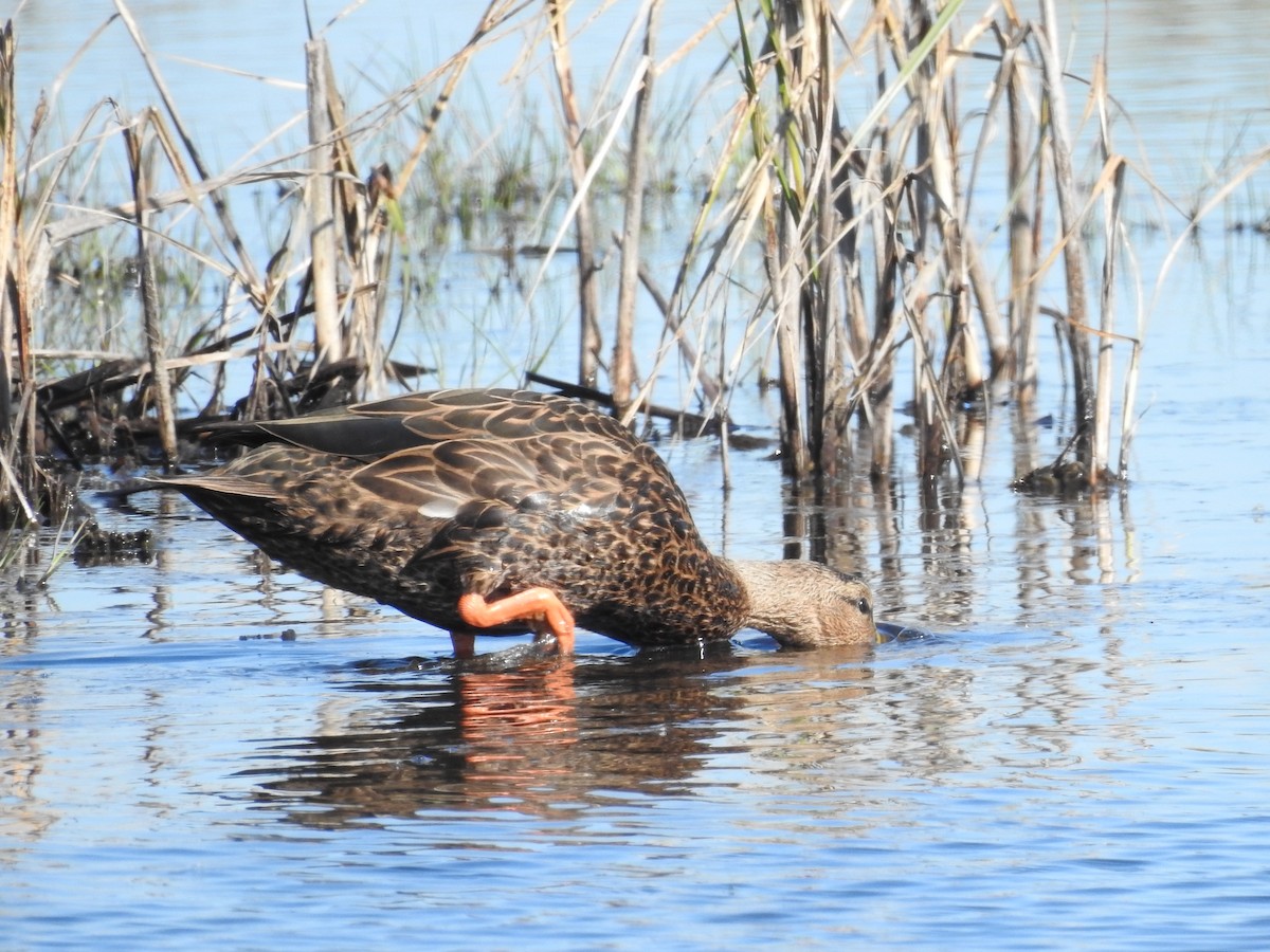 kachna pobřežní - ML644611003