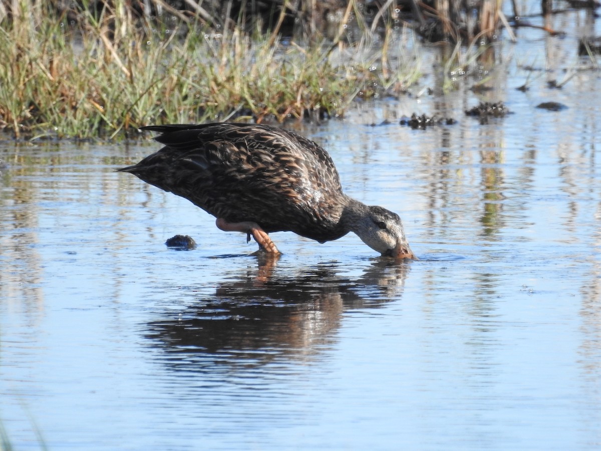 kachna pobřežní - ML644611004