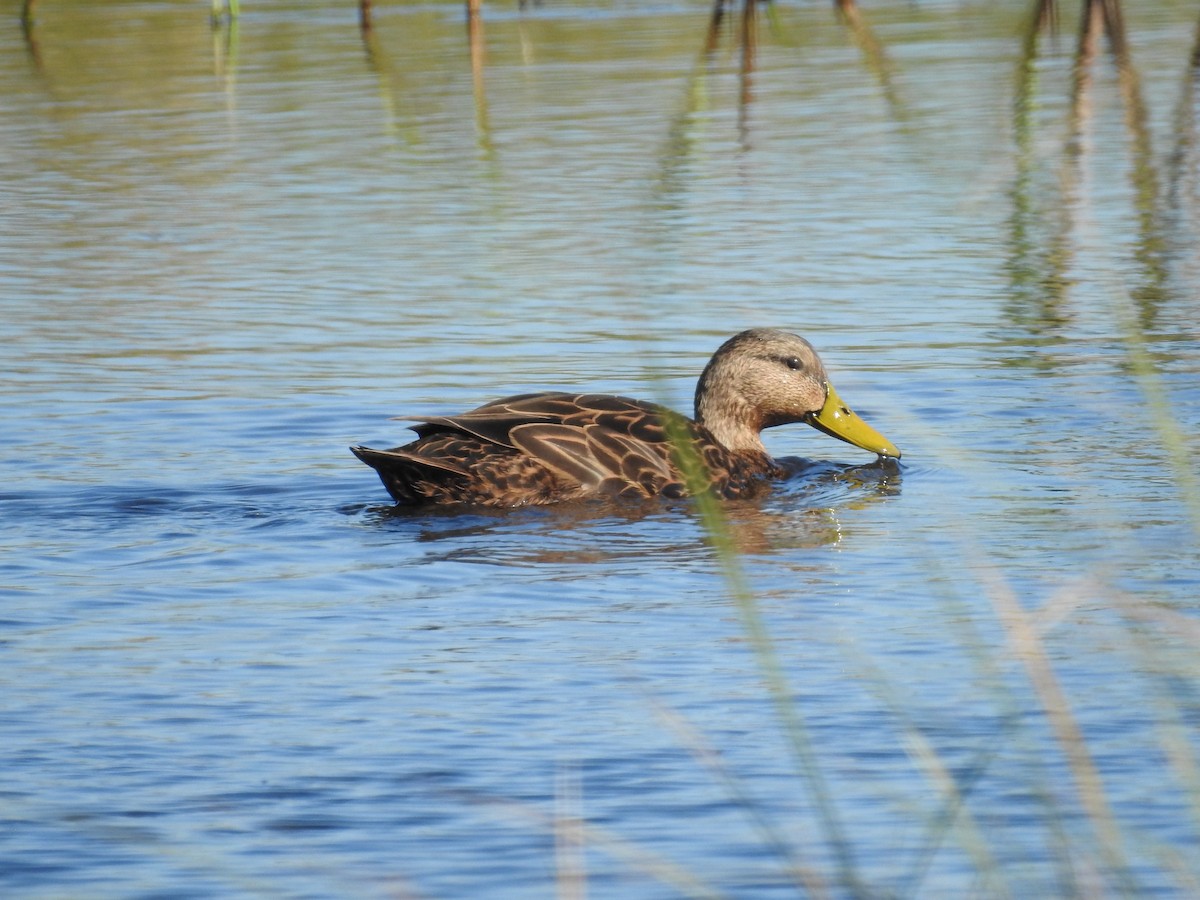 kachna pobřežní - ML644611005