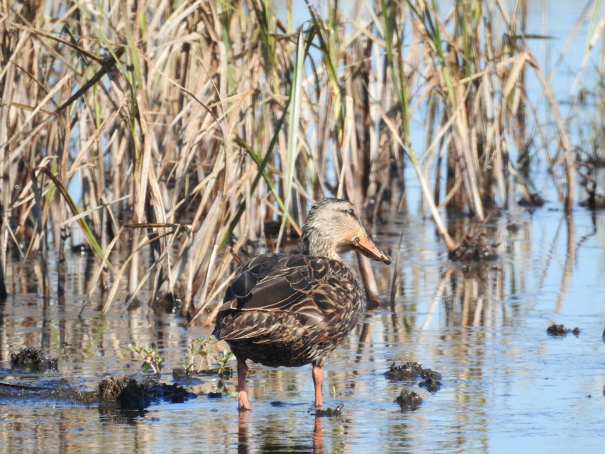 kachna pobřežní - ML644611006