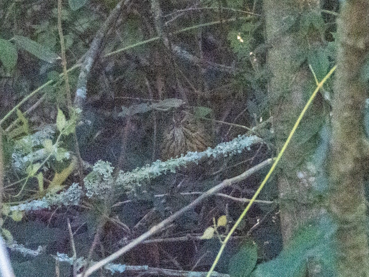 Lincoln's Sparrow - ML644611007