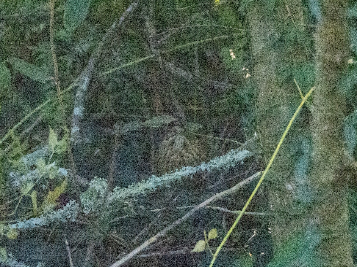 Lincoln's Sparrow - ML644611008