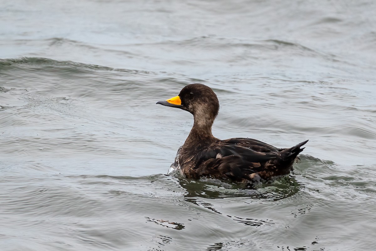 Macreuse à bec jaune - ML644611009