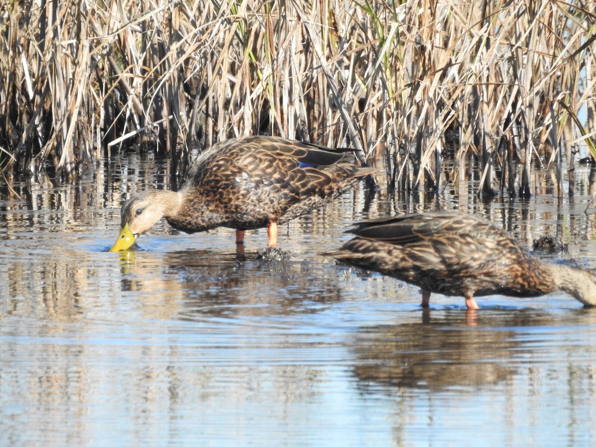 kachna pobřežní - ML644611010