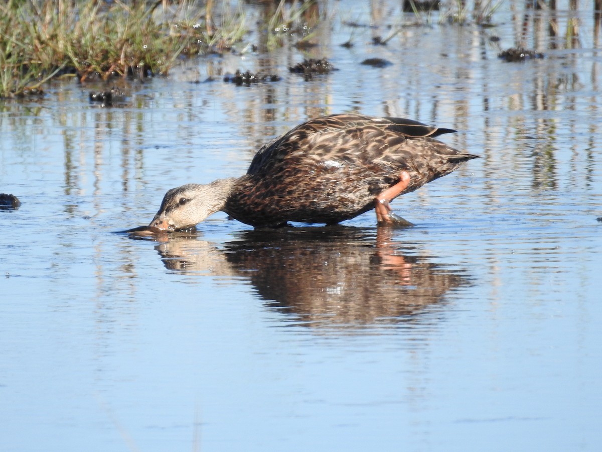 kachna pobřežní - ML644611011