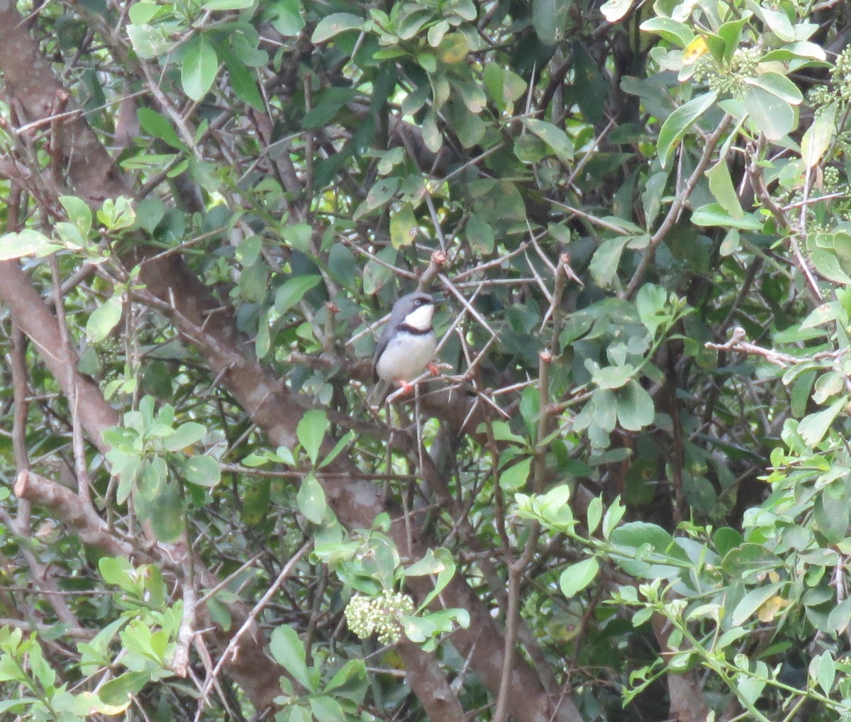 Bar-throated Apalis - ML644611012