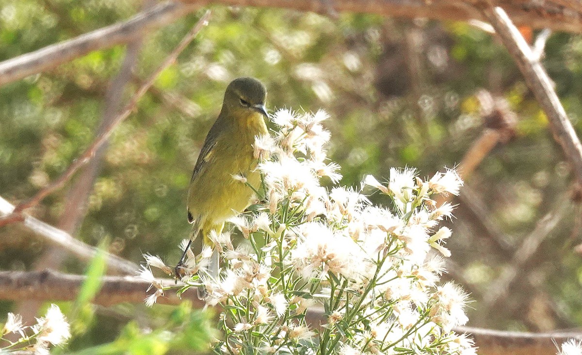 Orange-crowned Warbler - ML644611018