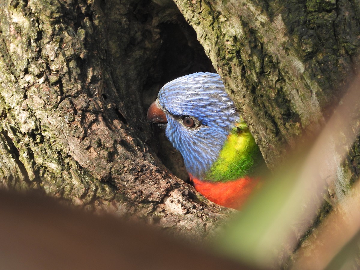 Rainbow Lorikeet - ML644611022