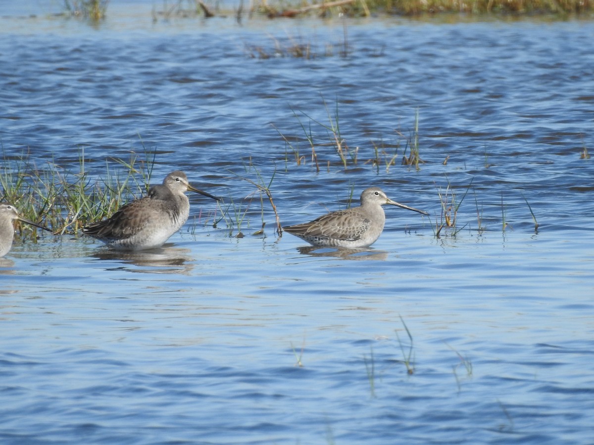Long-billed Dowitcher - ML644611024