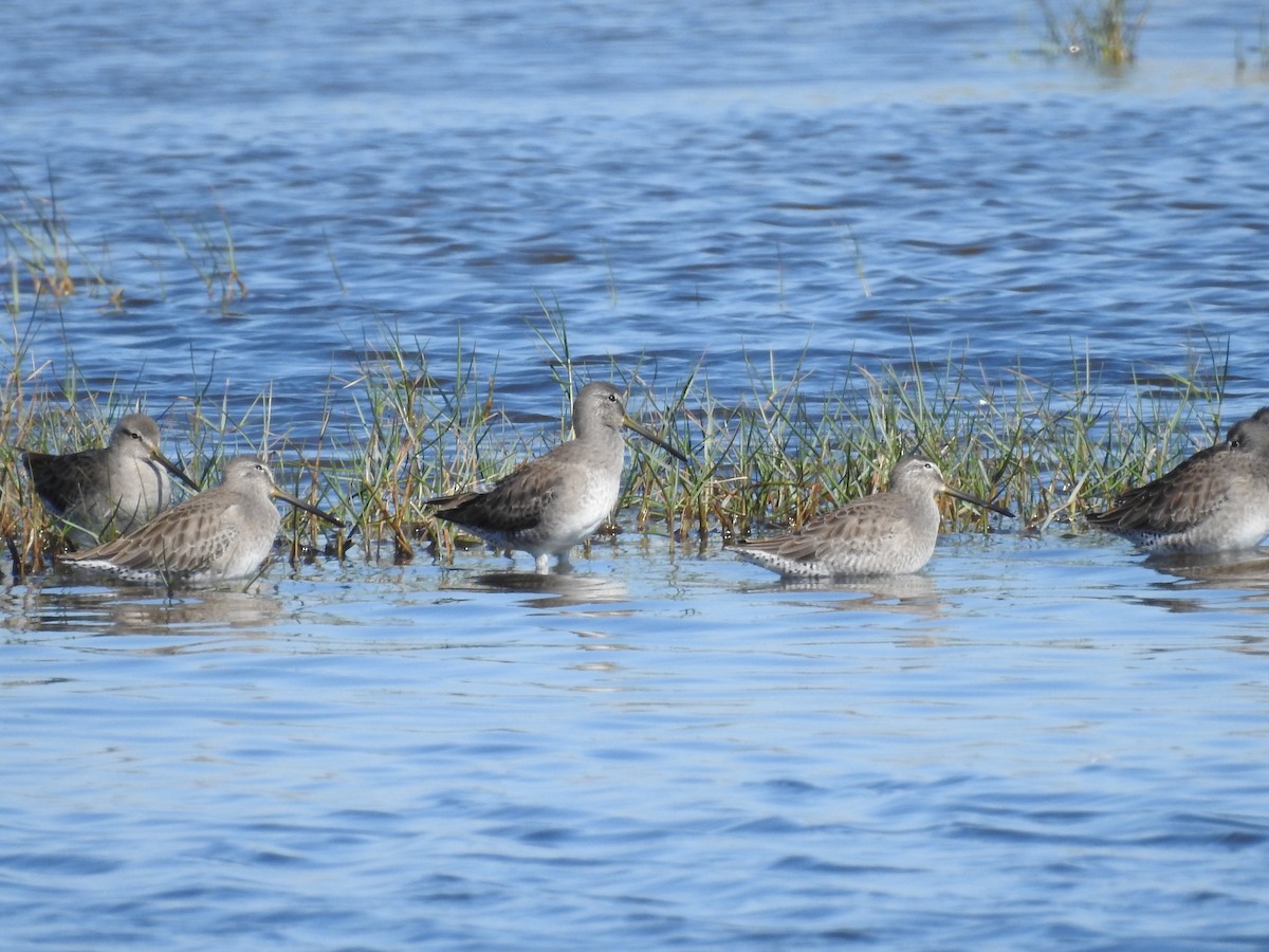 Long-billed Dowitcher - ML644611025