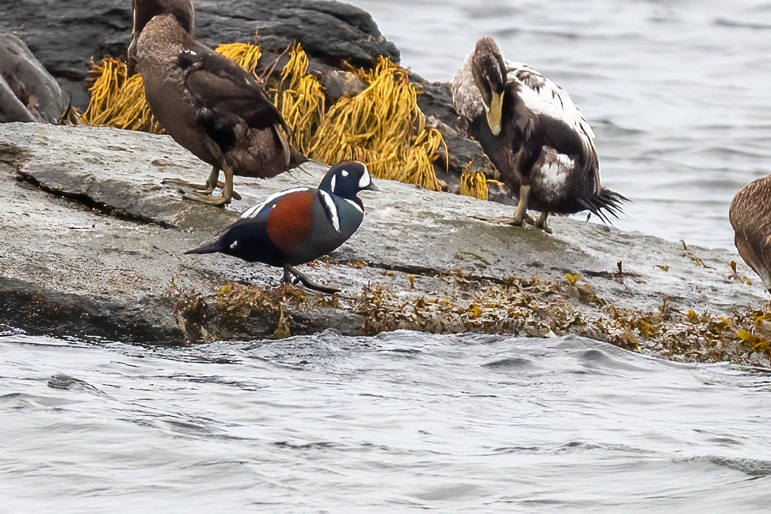 Harlequin Duck - ML644611026