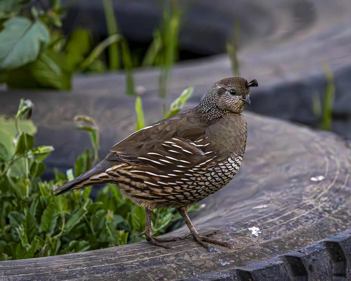 California Quail - ML644611027
