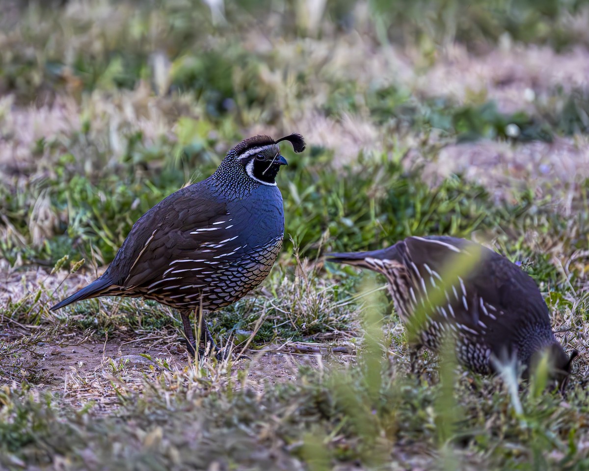 California Quail - ML644611028