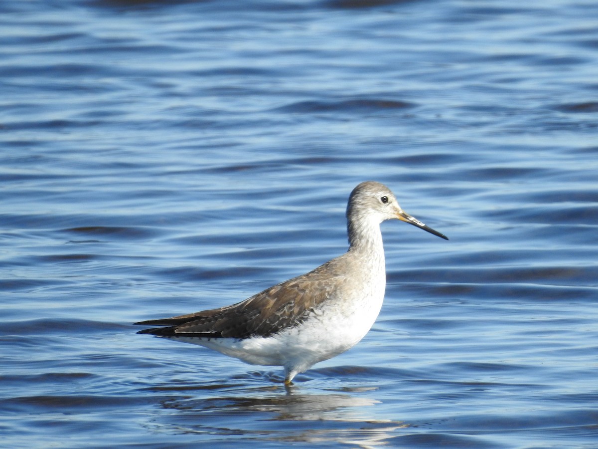Lesser Yellowlegs - ML644611029