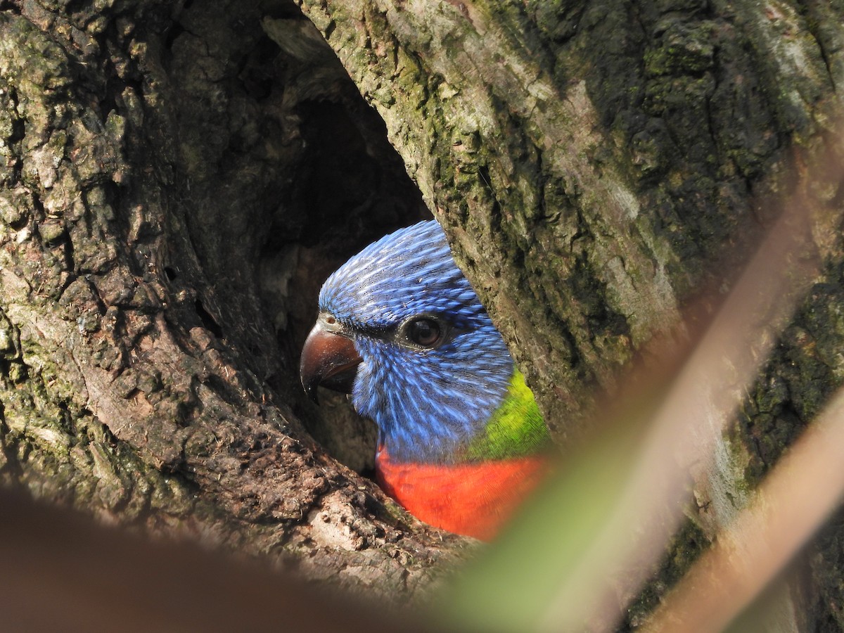 Rainbow Lorikeet - ML644611031
