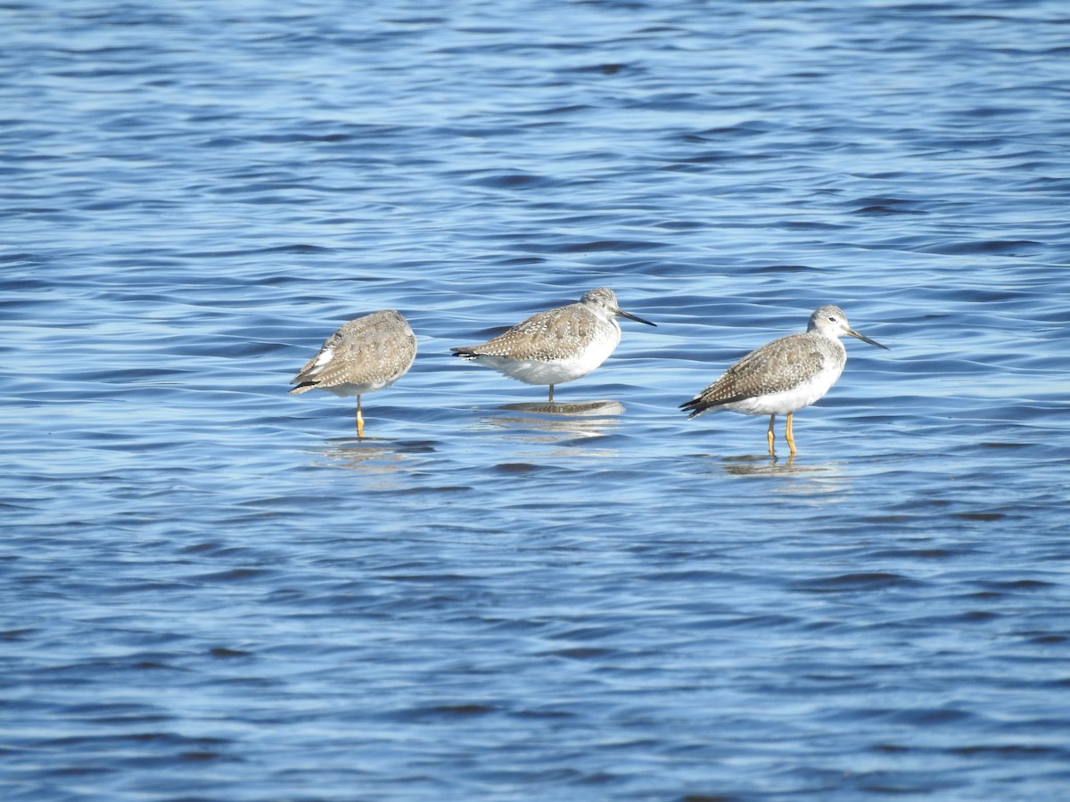 Greater Yellowlegs - ML644611032