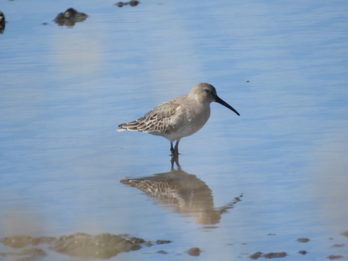 Dunlin - ML644611036