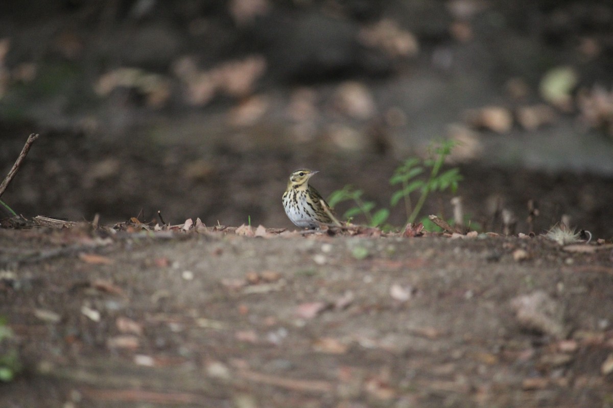 Prispolone indiano - ML644611037