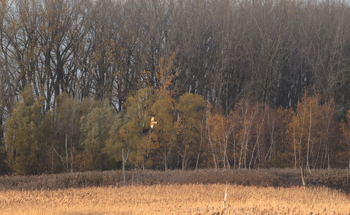 Northern Harrier - ML644611039