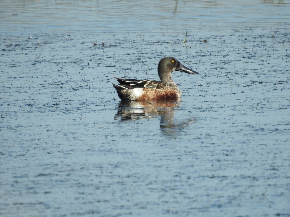 Northern Shoveler - ML644611040
