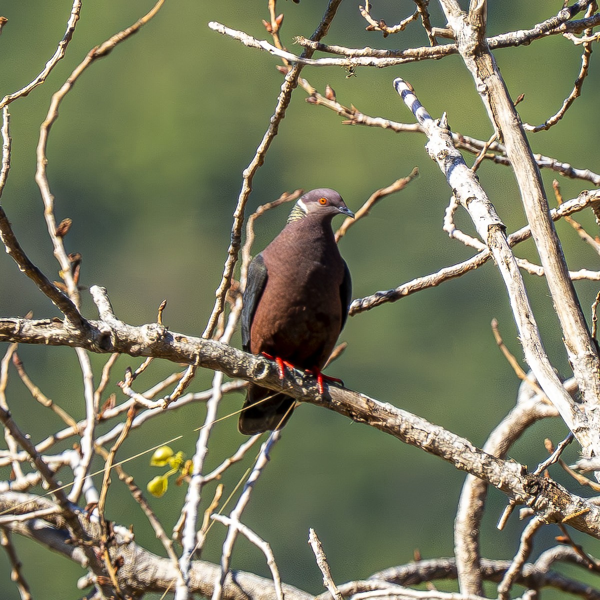 Chilean Pigeon - ML644611041